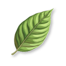 Coca